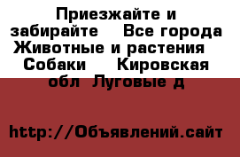 Приезжайте и забирайте. - Все города Животные и растения » Собаки   . Кировская обл.,Луговые д.